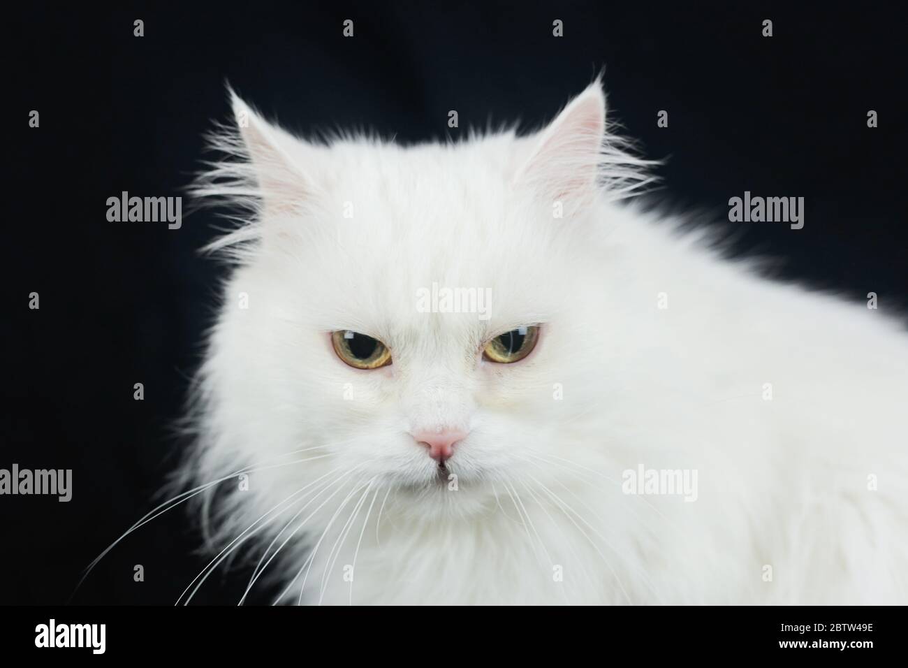 Chat angora blanc sur fond noir Banque D'Images