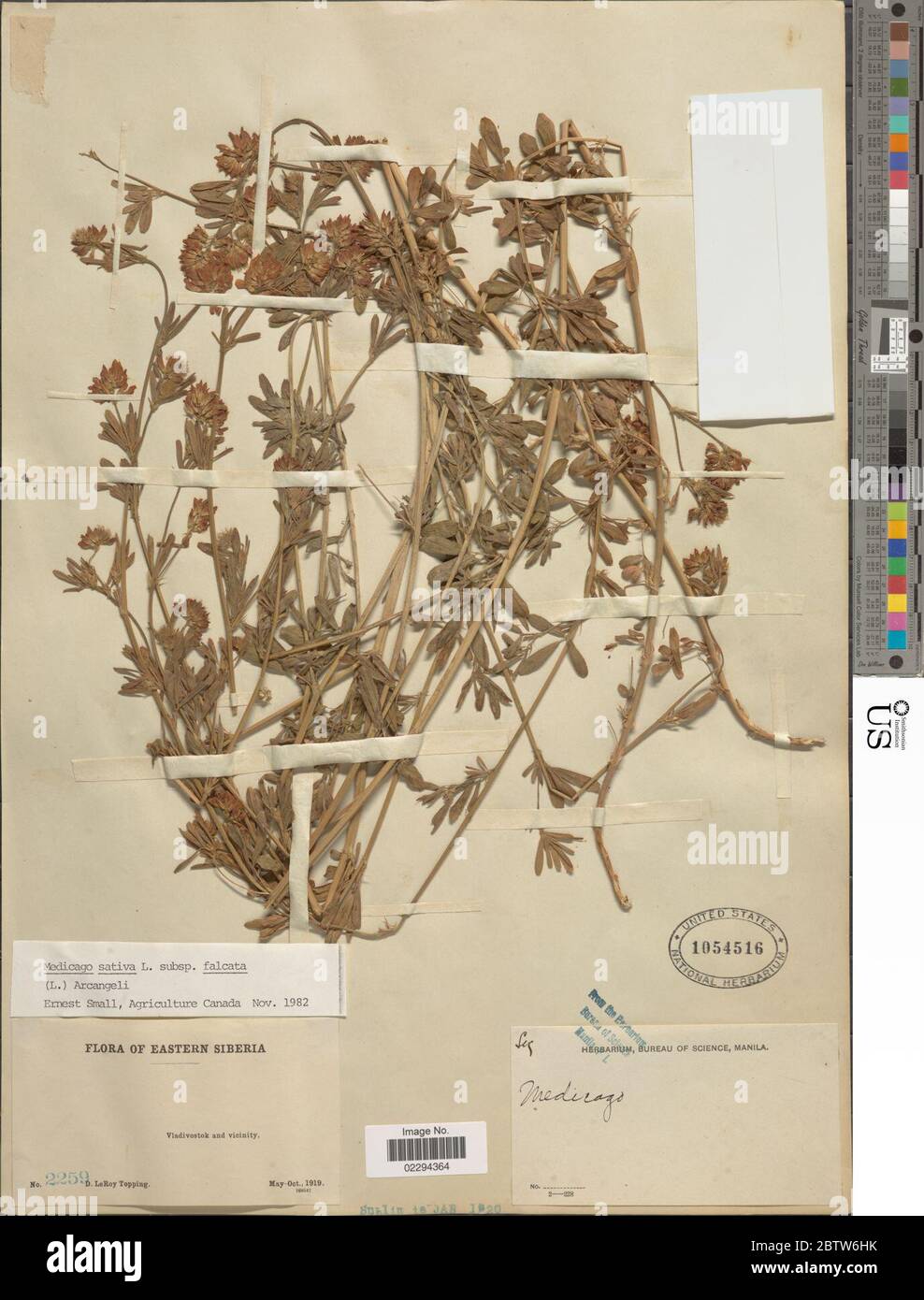 Medicago sativa subsp falcata L Arcang. Banque D'Images