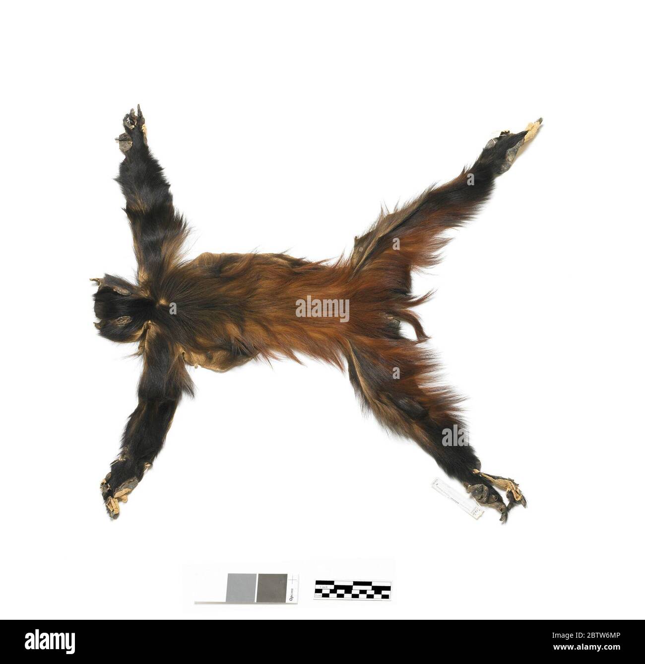 Cacajao melanocephalus. 12 mars 20201 Banque D'Images