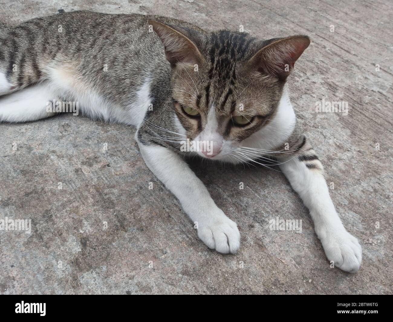 Le Chat A Des Rayures Grises Noir Et Blanc Secrets Photo Stock Alamy