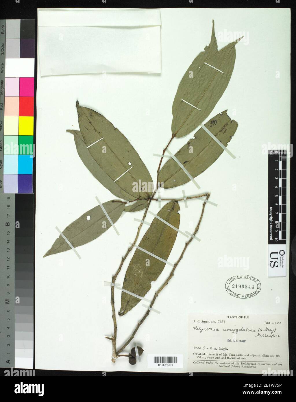 Polyalthia amygdalina UNE Gillespie grise. Banque D'Images