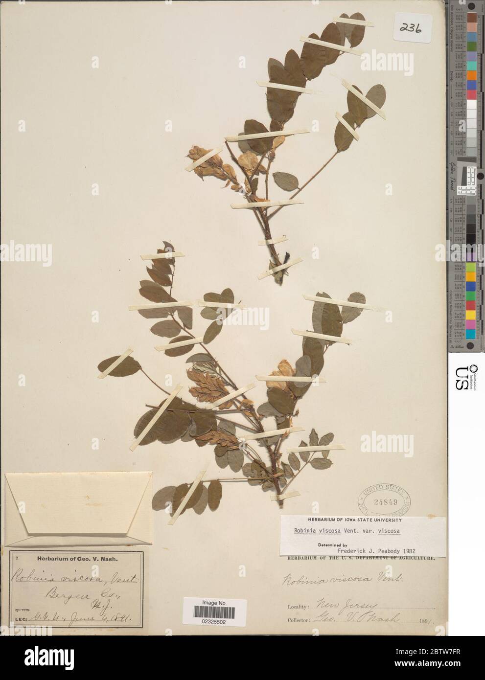 Robinia viscosa. Banque D'Images