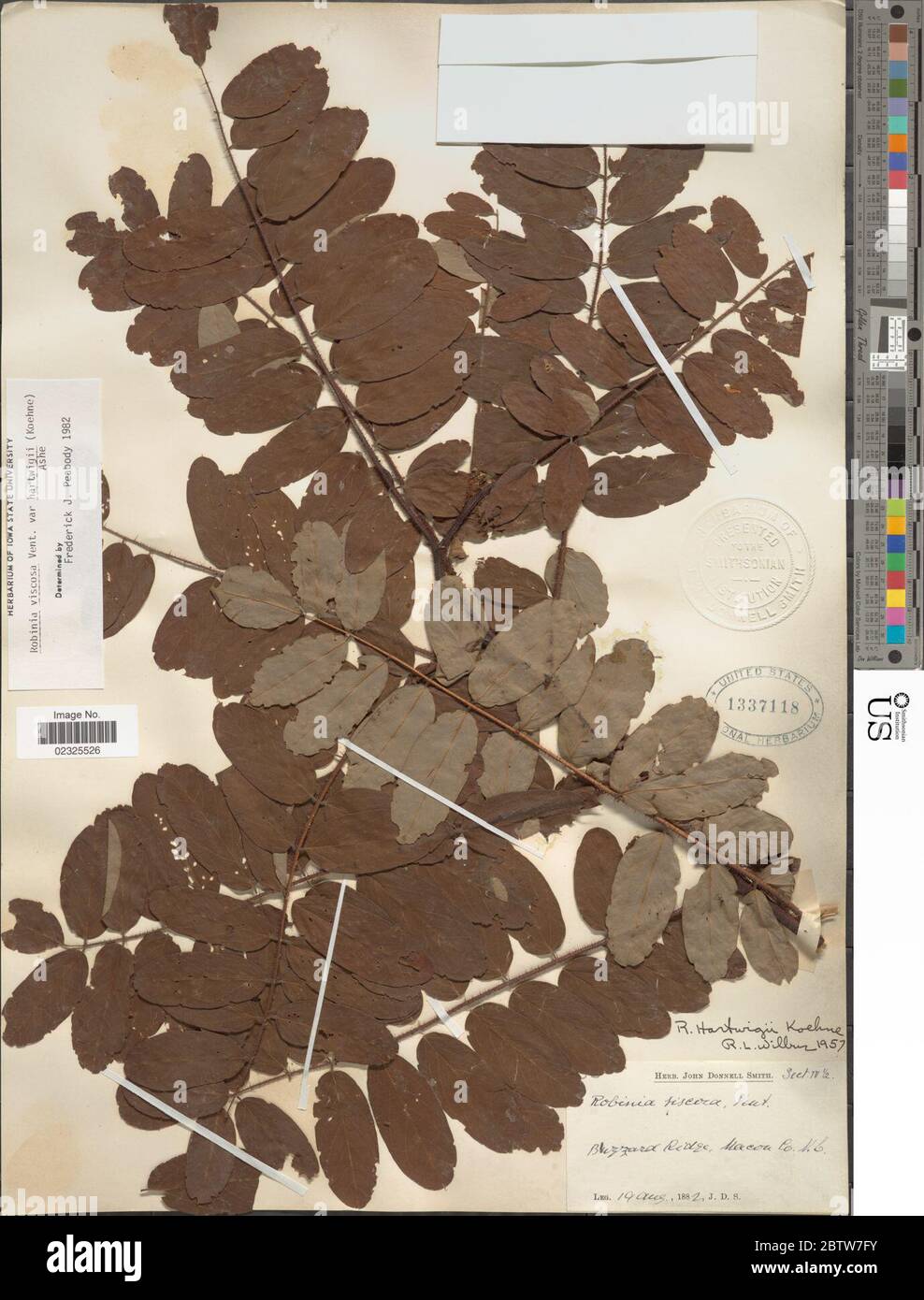 Robinia viscosa. Banque D'Images