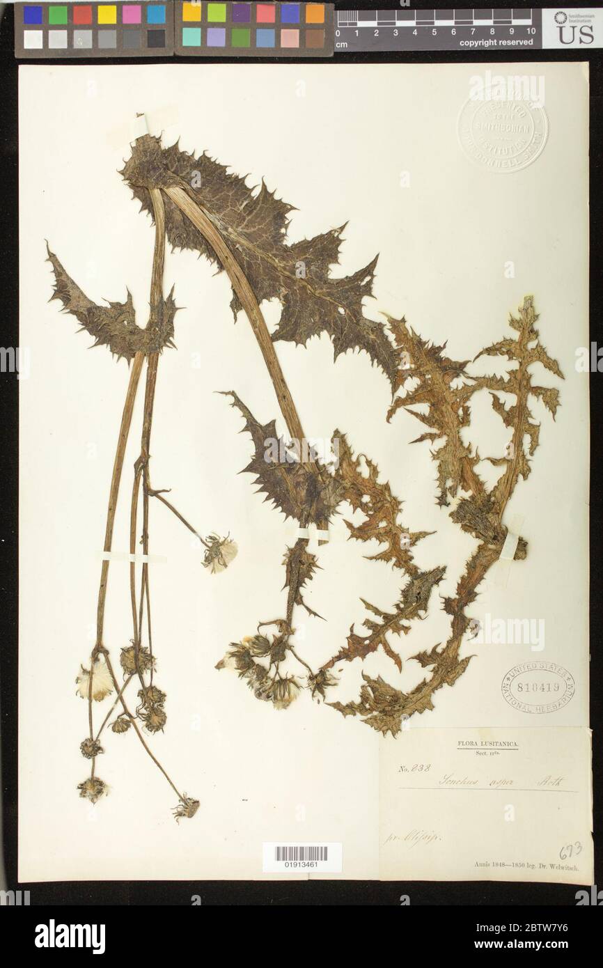 Sonchus asper L Hill. Banque D'Images