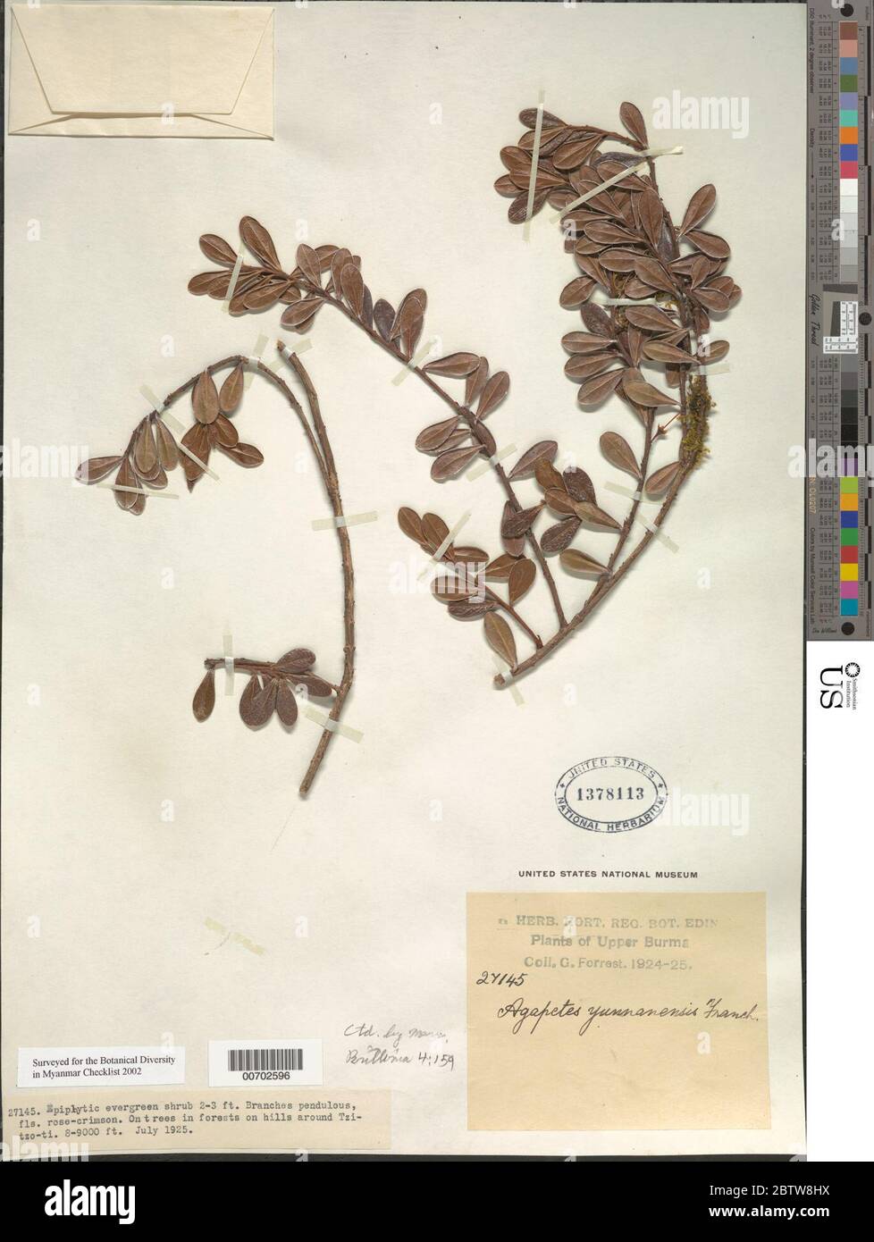 Agapetes yunnanensis Franch. Banque D'Images