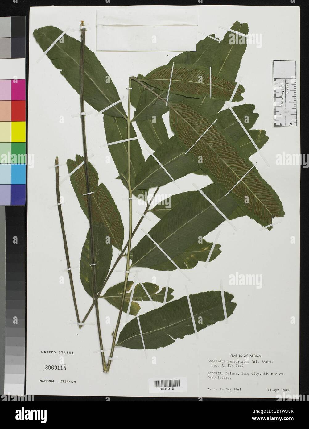 Asplenium emarginatum P Beauv. Banque D'Images