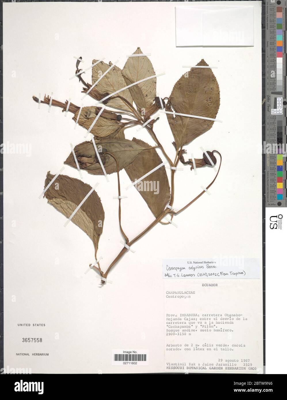 Centropogon calycinus Benth. Banque D'Images