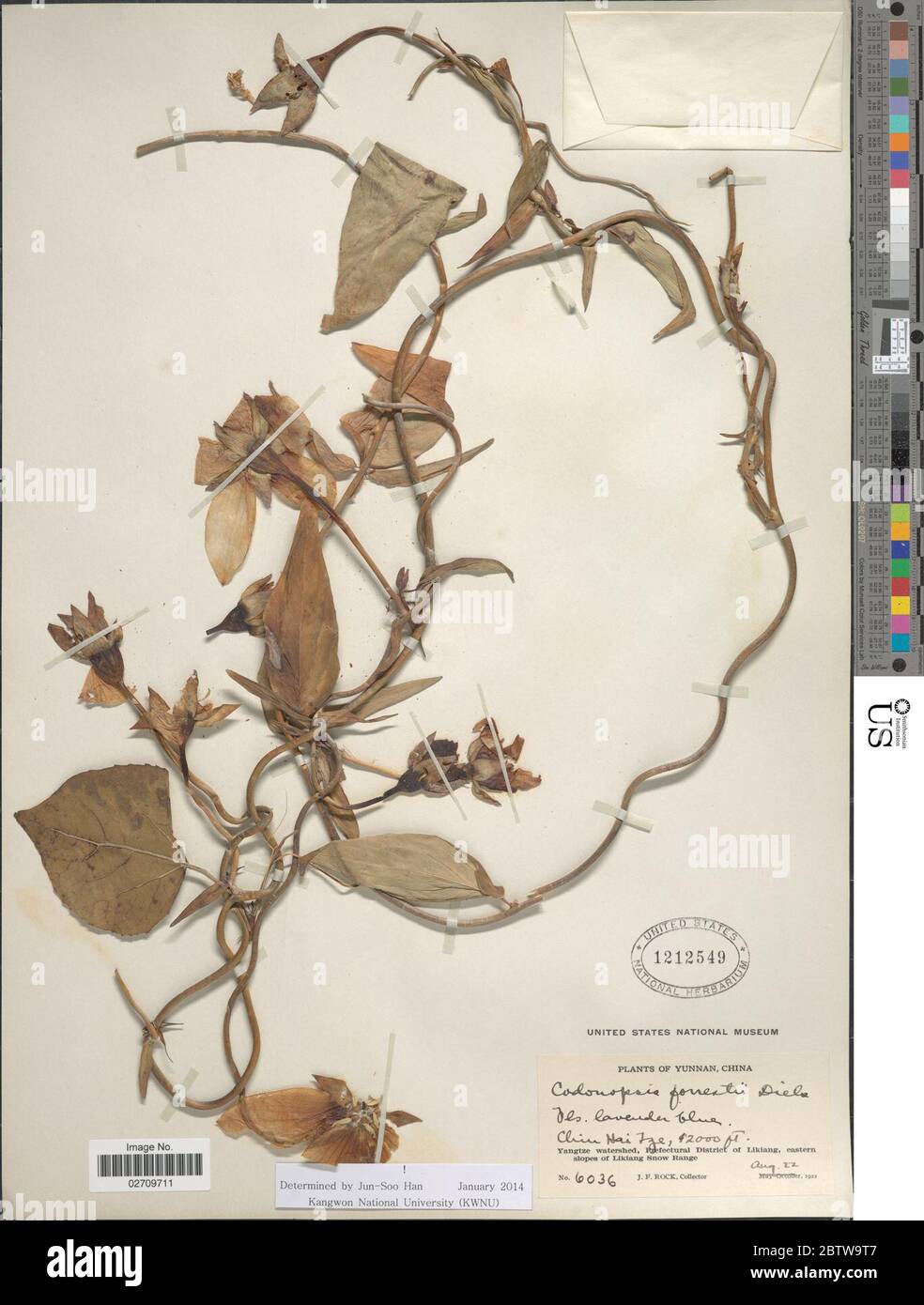 Codonopsis forrestii Diels. Banque D'Images