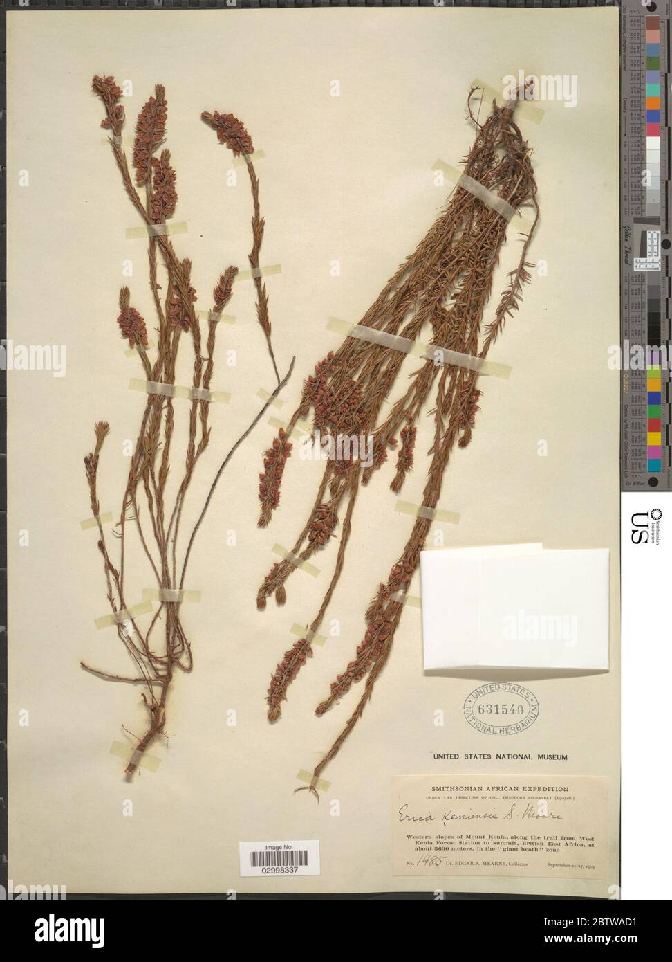 Erica keniensis S Moore dans Standl. Banque D'Images