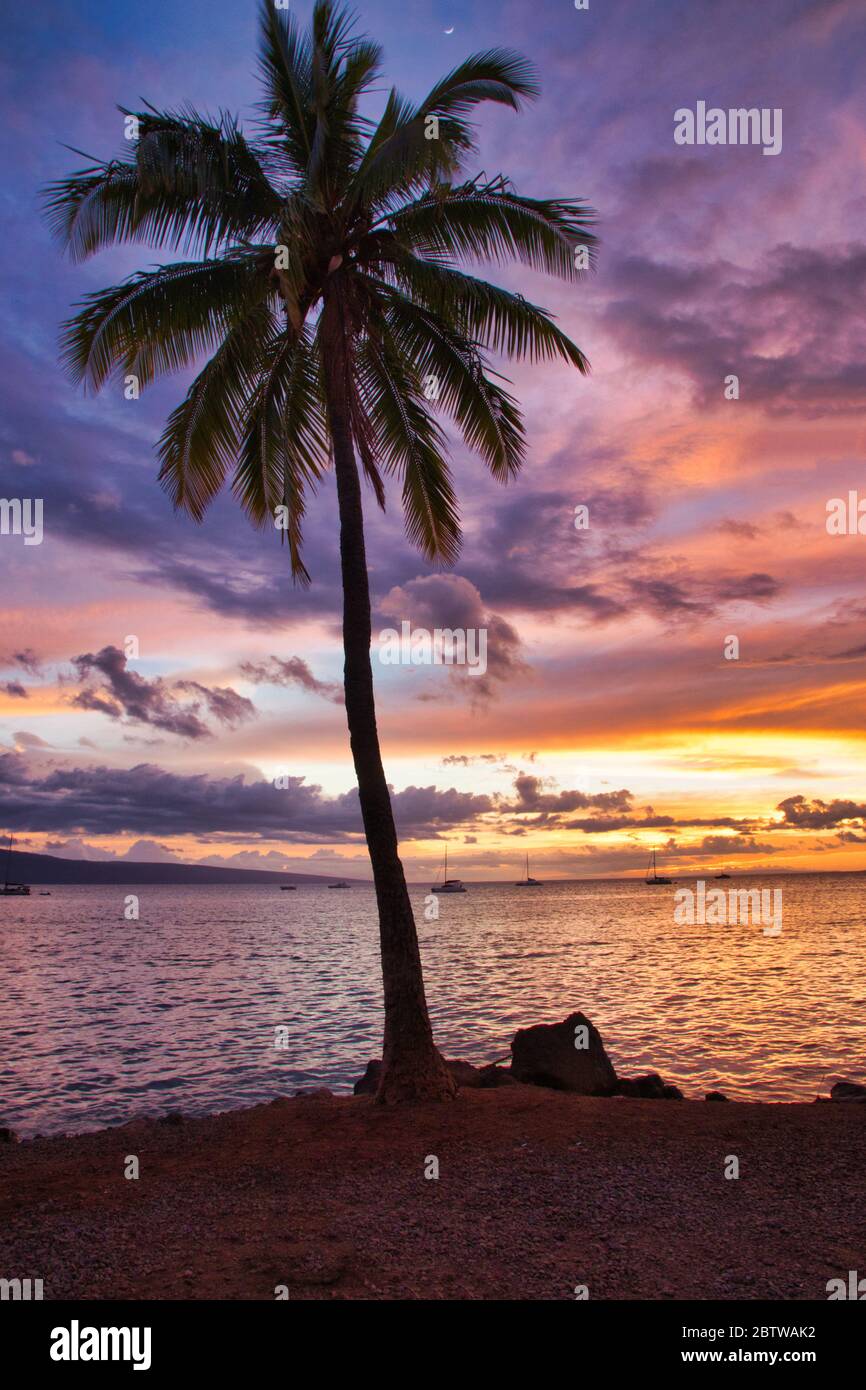 Vue tropicale sur le coucher de soleil des palmiers depuis Maui. Banque D'Images