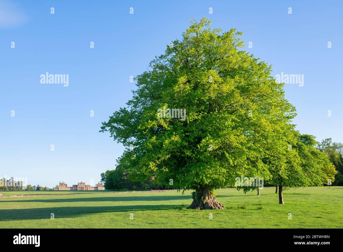 Tilia x europaea. Tilleul dans la lumière du soleil de printemps tôt le matin dans le parc du palais de Blenheim. Oxfordshire, Angleterre Banque D'Images
