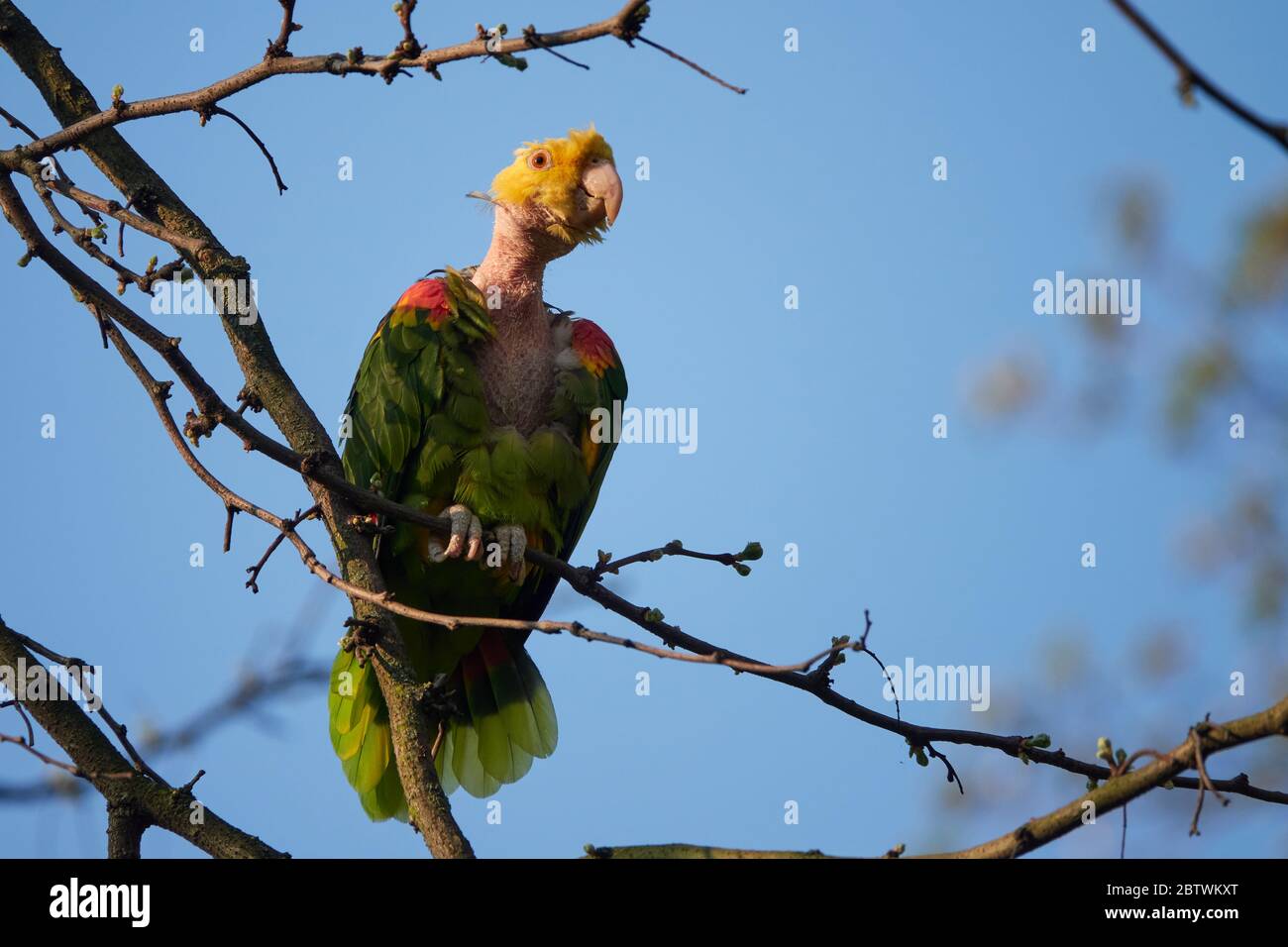 amazone à tête jaune ( lutéum caput amazonidum lunatis ) avec un col à tête blanche, se dresse sur UN arbre sur UN matin ensoleillé d'avril à Stuttgart Banque D'Images