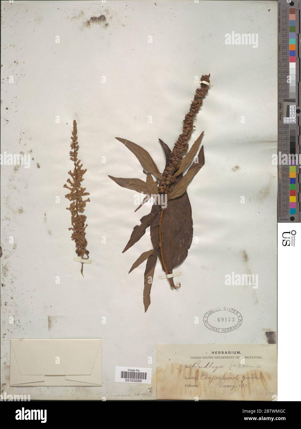 Buddleja japonica Hemsl. Banque D'Images