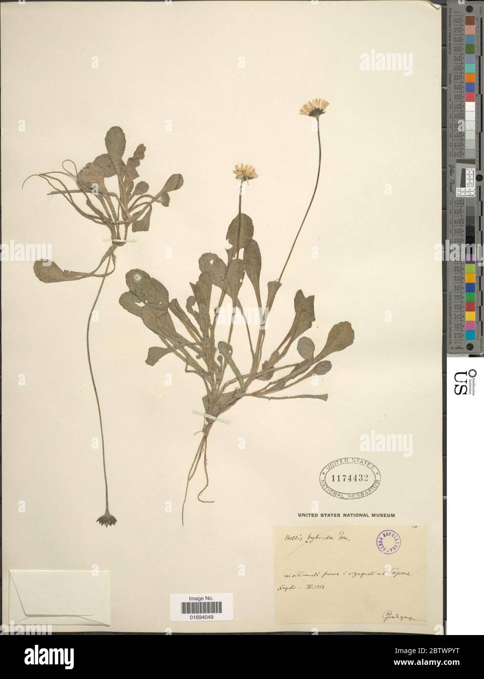 Bellis hybrida dix. Banque D'Images