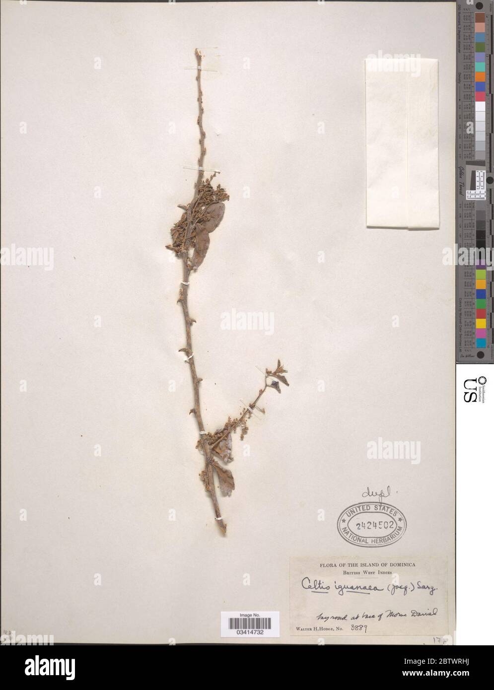 Celtis iguanaeus Jacq Sarg. Banque D'Images