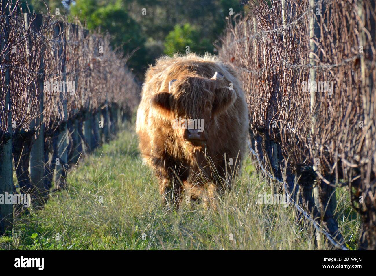 Grand taureau de bovins de haute montagne debout dans les rangées de vignes d'hiver face à la caméra sur la péninsule de Mornington en Australie Banque D'Images