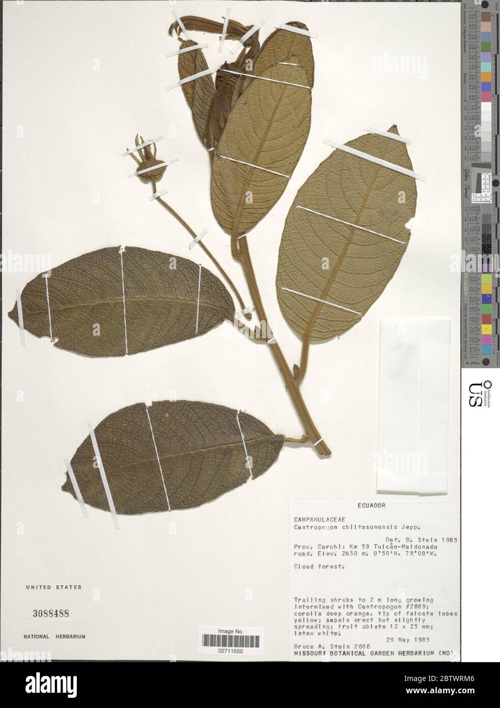 Centropogon pilltasonensis Jeppesen. Banque D'Images
