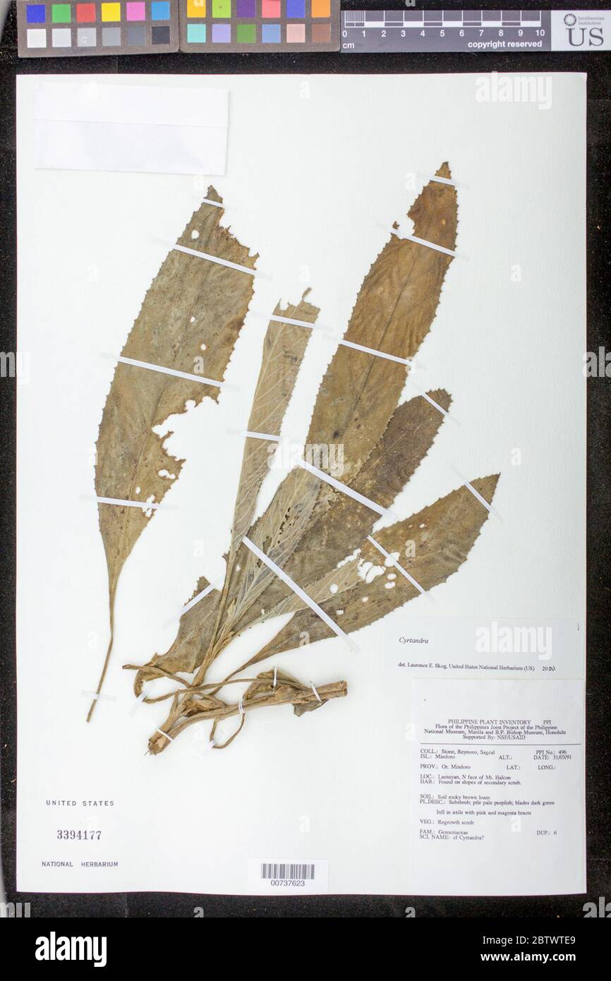 Cyrtandra sp. Banque D'Images