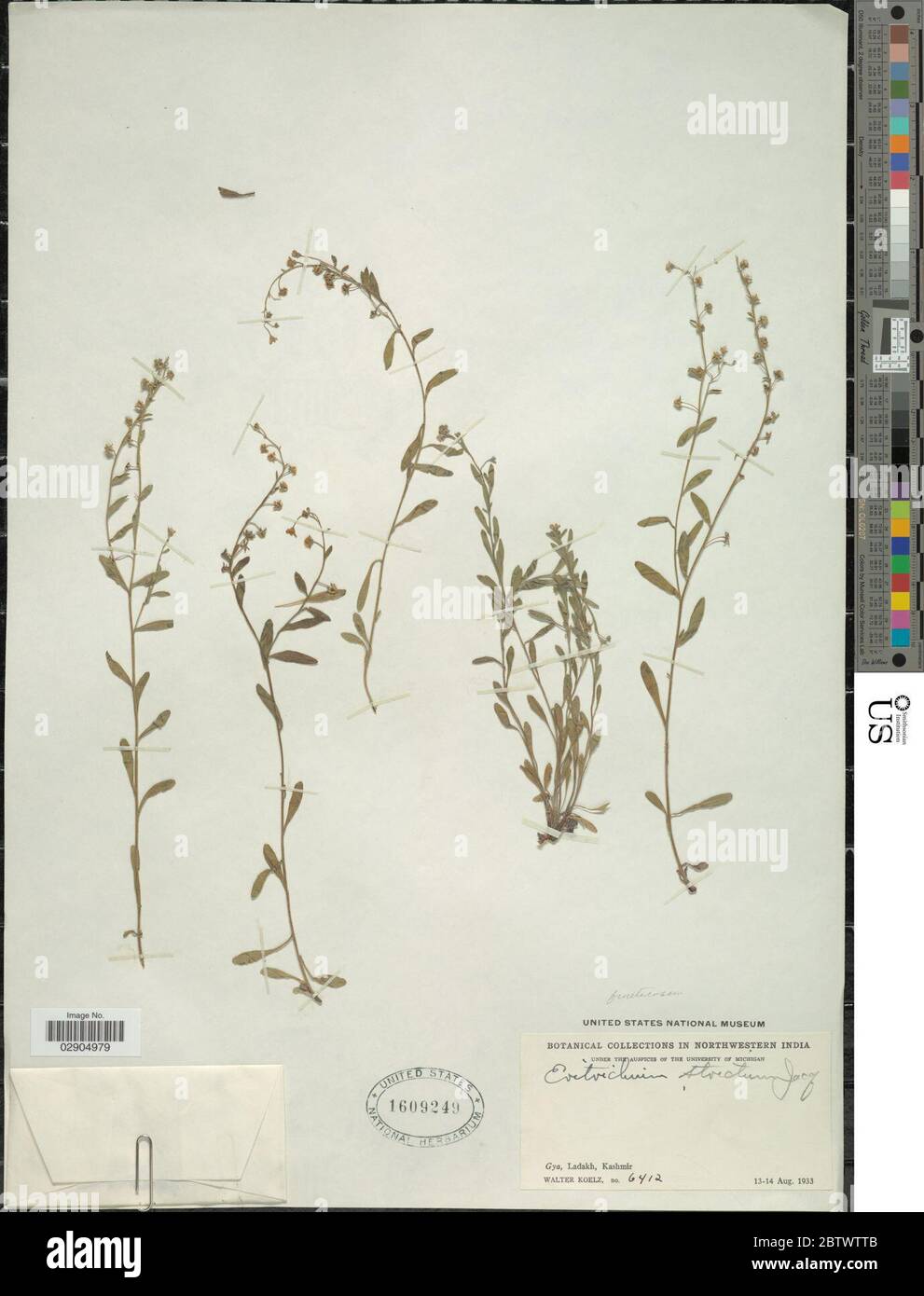 Erythrichium strictum Decne. Banque D'Images