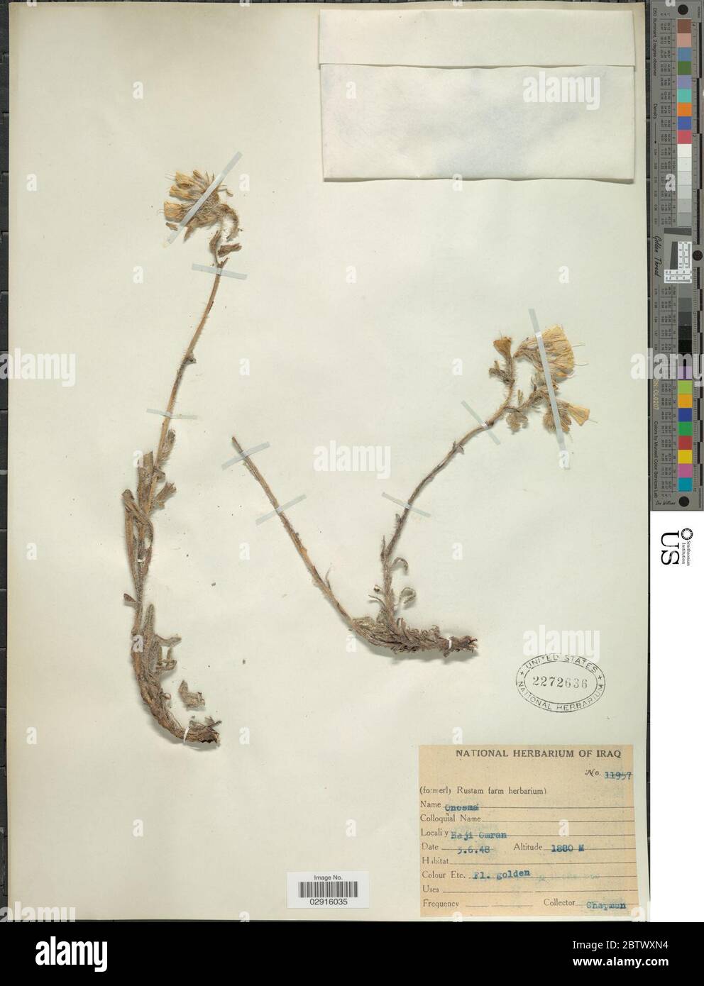 Onosma sp. Banque D'Images