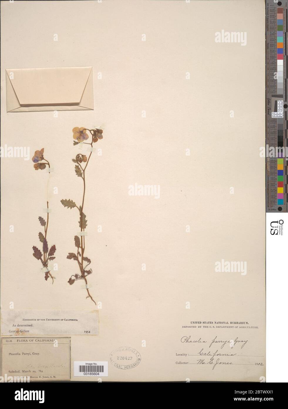 Phacelia parryi Torr dans Emory. Banque D'Images