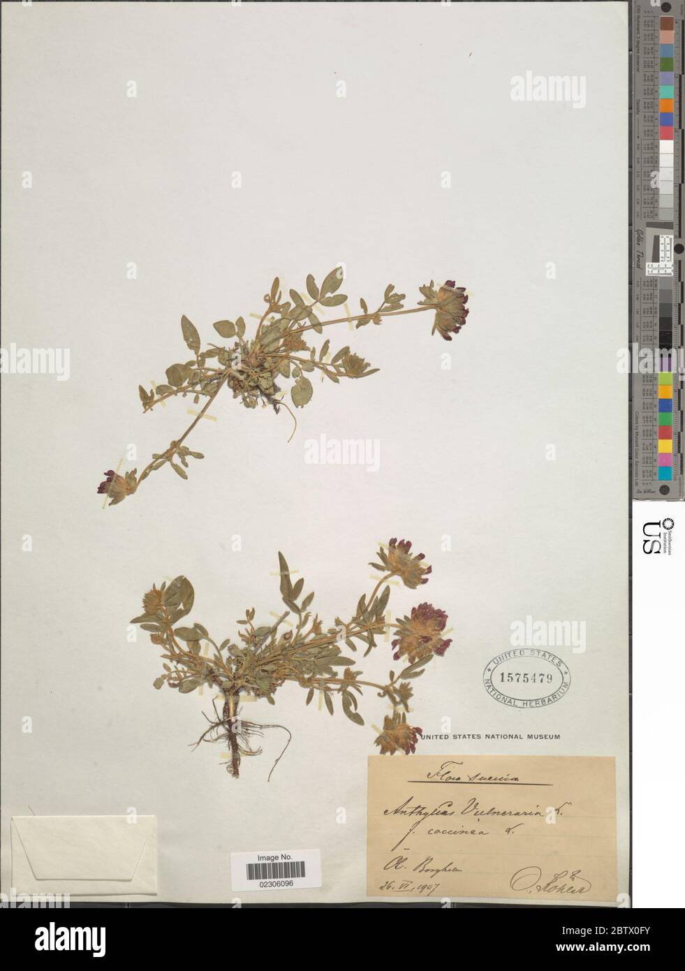 Anthyllis vulneraria var coccinea L. Banque D'Images