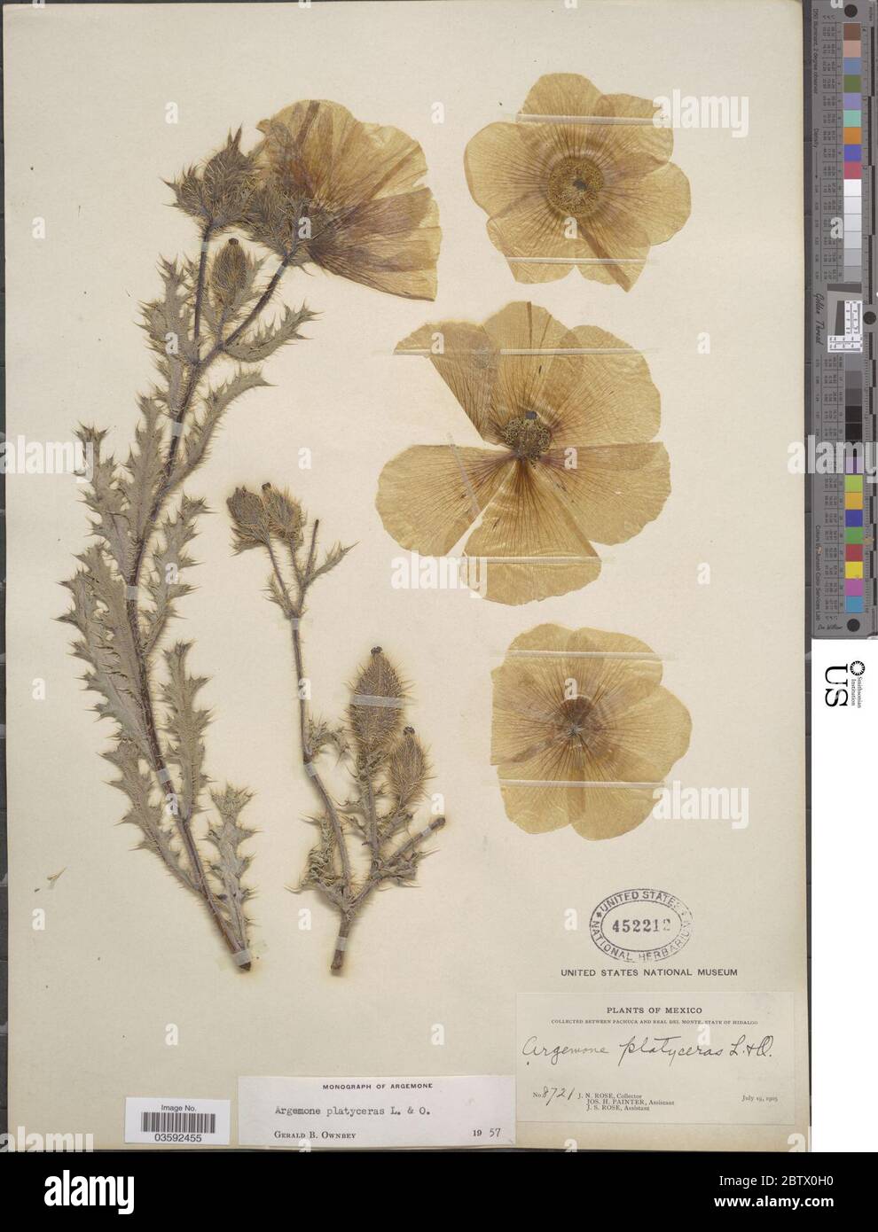 Argemone platyceras lien Otto. Banque D'Images