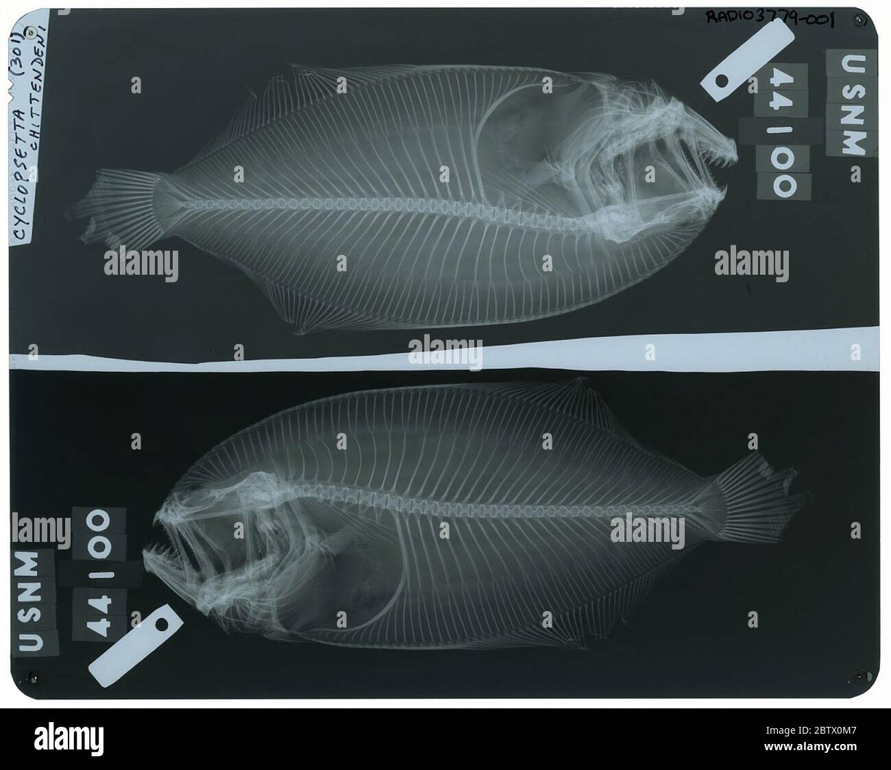 Cyclopsetta chittendeni. La radiographie est de type spécimen.25 oct 20181 Banque D'Images
