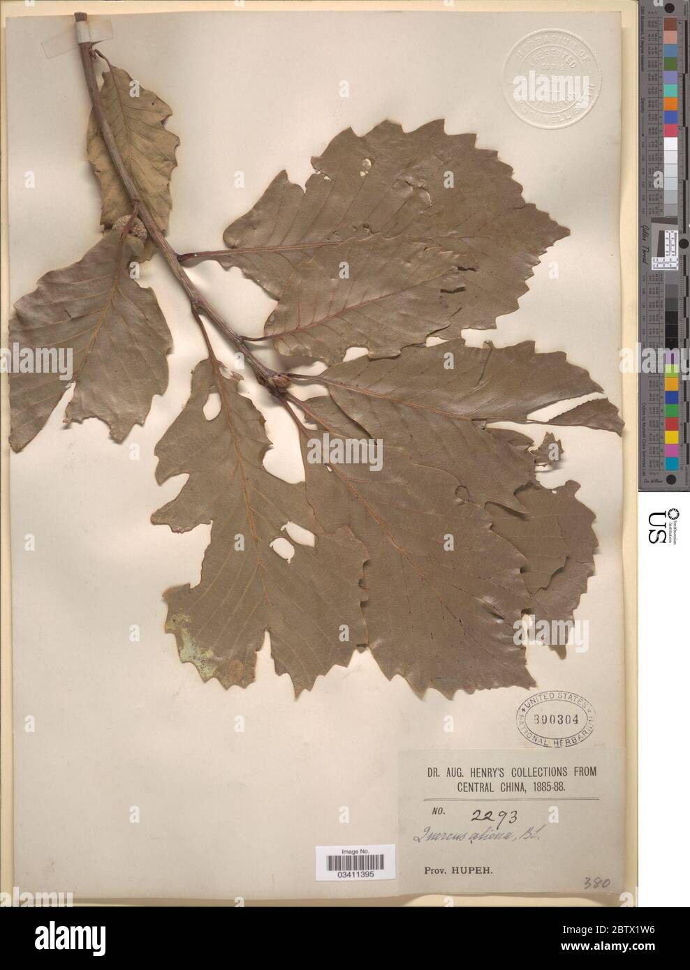 Quercus aliena. Banque D'Images