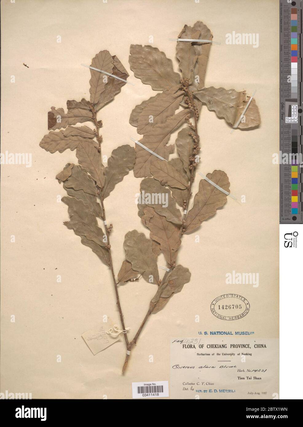 Quercus aliena. Banque D'Images