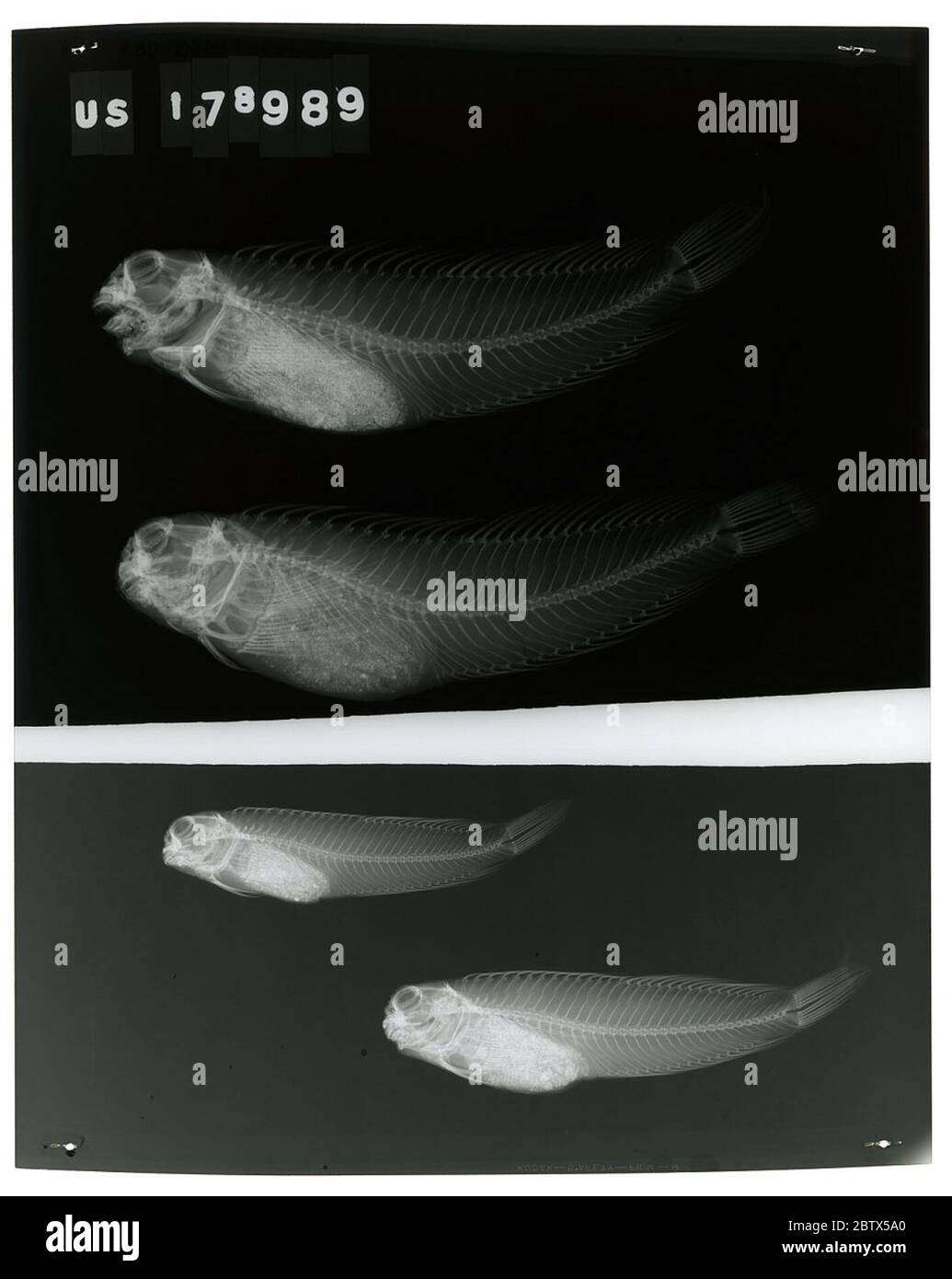 Entomacrodus vermiculatus. 25 octobre 20182 Banque D'Images