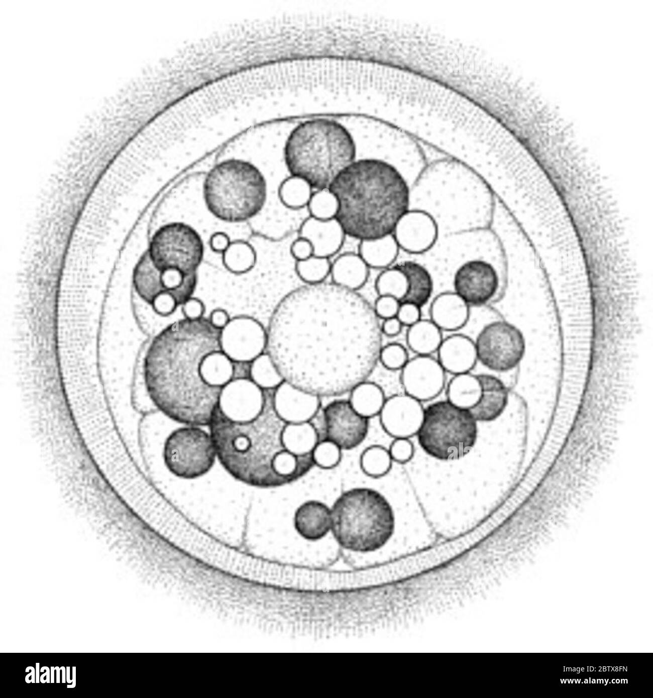 Hypleurochilus geminatus. 1 spécification retirée et conforme à la norme usnm 19060027 juillet 201849 Banque D'Images