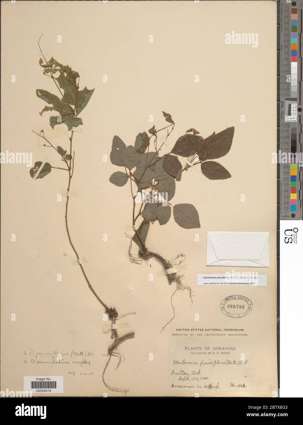 Hylodesmum pauciflorum Nutt H Ohashi RR Mill. 29 décembre 20171 Banque D'Images