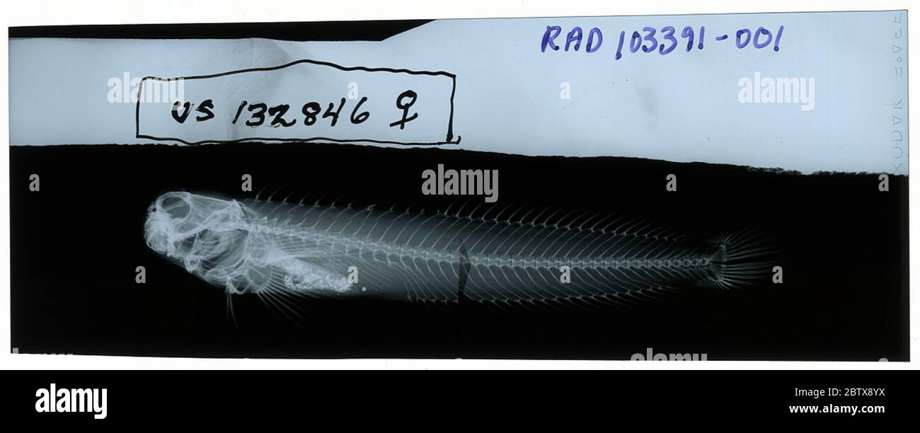 Istiblenius lineatus. 24 octobre 20181 Banque D'Images