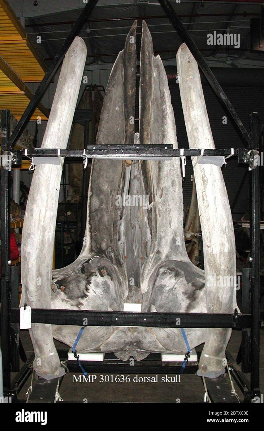 Megaptera novaeangliae Borowski 1781. Redman, N. (2017). Banque D'Images