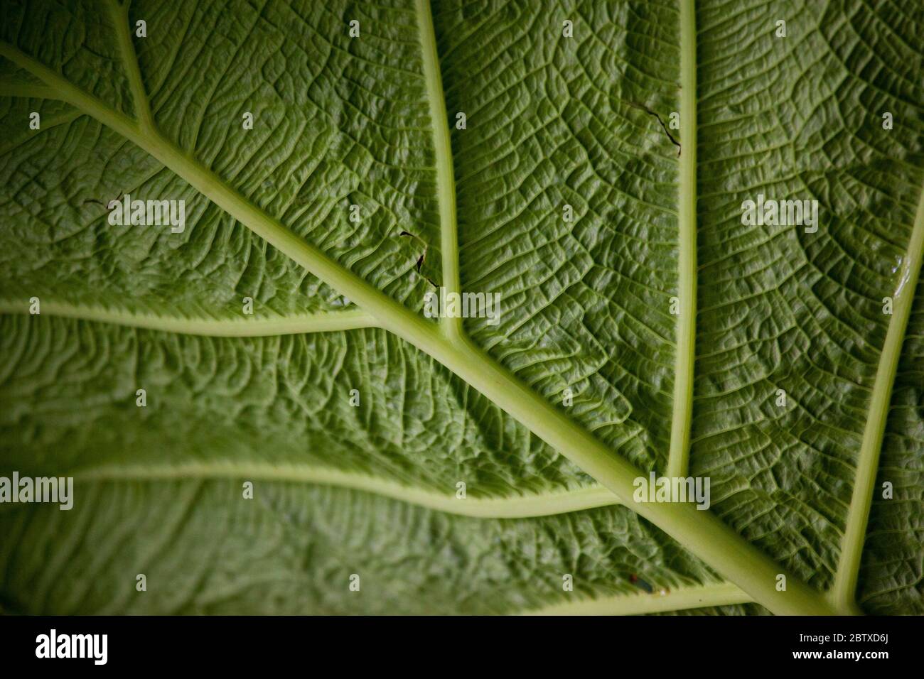 Côtes de feuilles arty sur une grande feuille dans le sous-étage de la forêt tropicale luxuriante dans le parc national de la Amistad, province de Chiriqui, République du Panama. Banque D'Images
