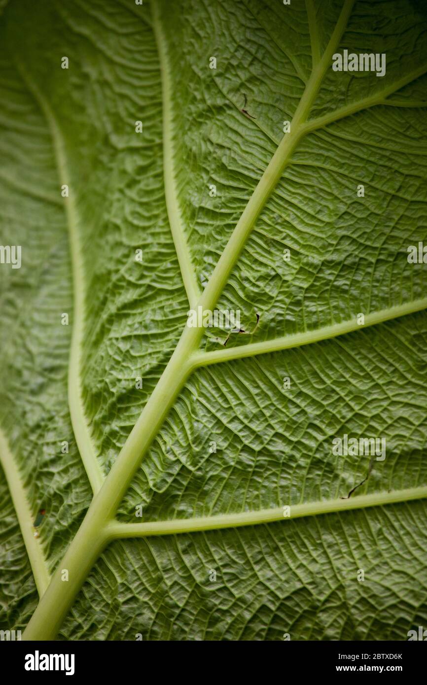 Côtes de feuilles arty sur une grande feuille dans le sous-étage de la forêt tropicale luxuriante dans le parc national de la Amistad, province de Chiriqui, République du Panama. Banque D'Images