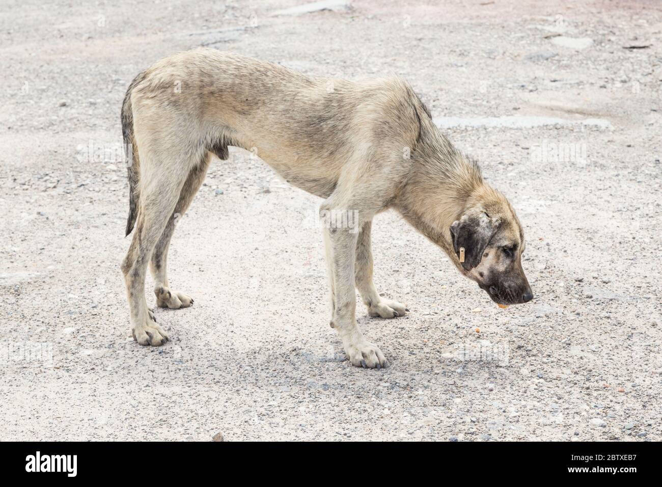 un pauvre et maigre chien de rue manger quelque chose Banque D'Images
