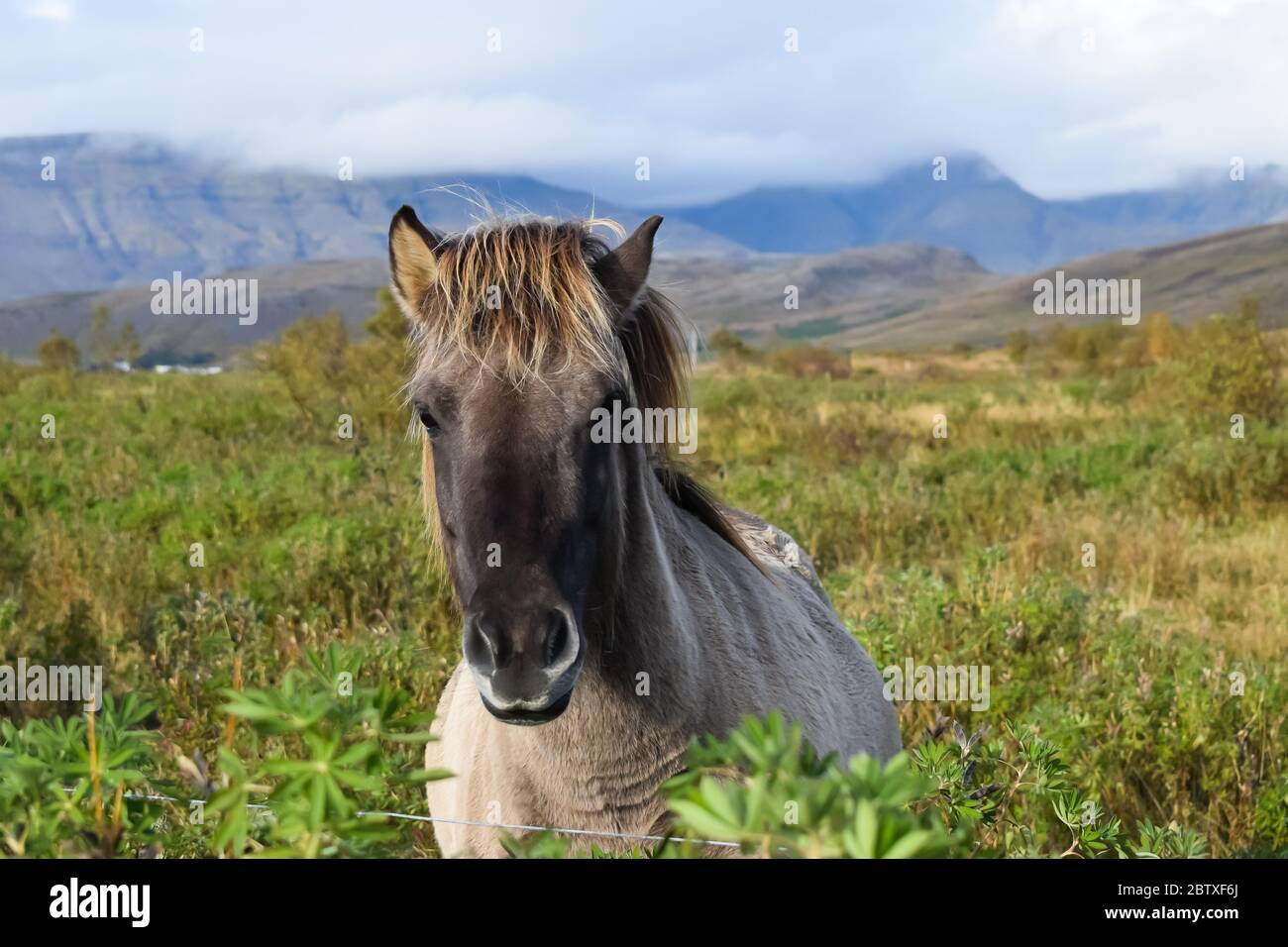 Cheval islandais de gamme libre dans les champs Banque D'Images