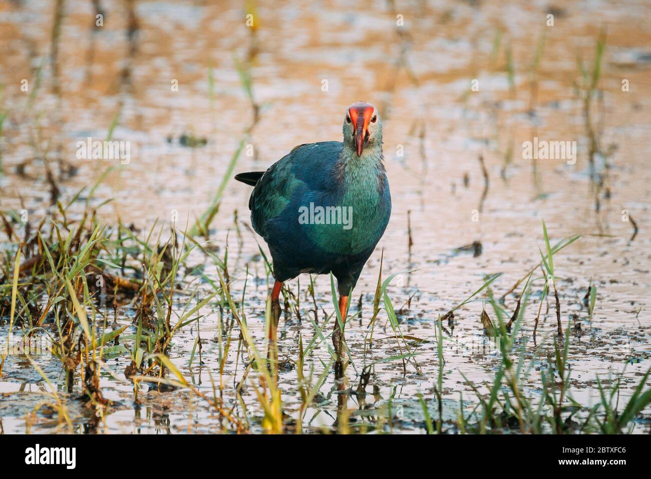 Goa, Inde. Oiseau de marais à tête grise le matin à la recherche de nourriture à Swamp. Porphyrio Poliocephalus. Banque D'Images