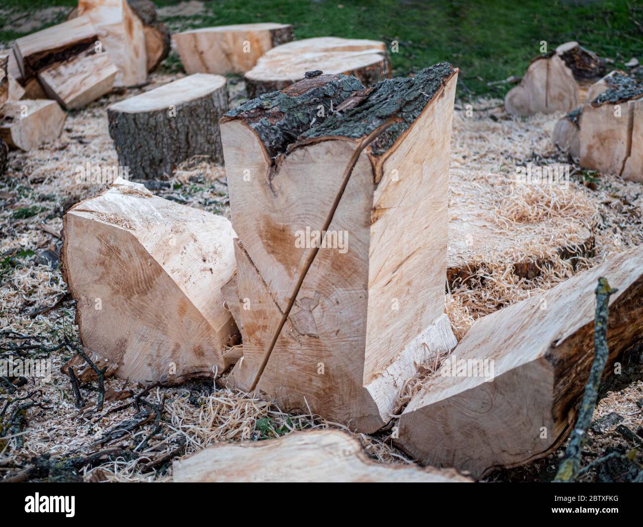 Parties d'un tronc d'arbre scié, non triées avec beaucoup de sciure. Banque D'Images