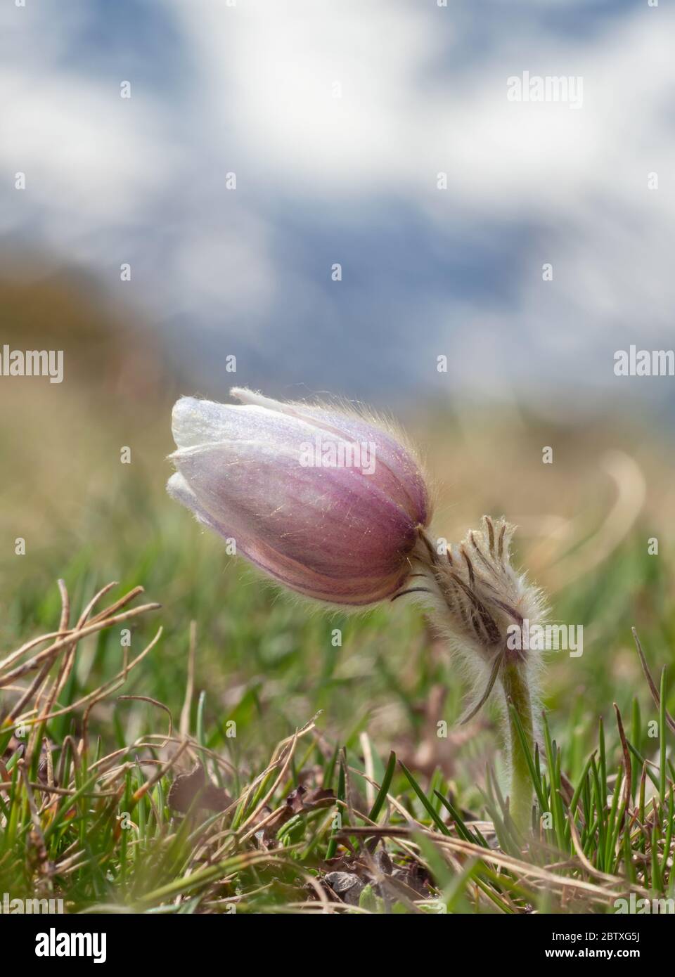 Pulsatilla alpina Banque D'Images