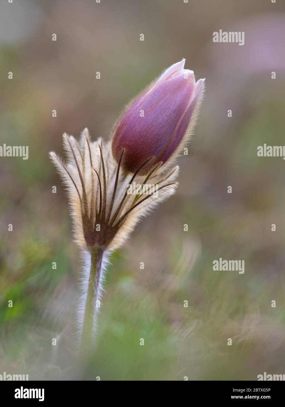 Pulsatilla alpina Banque D'Images