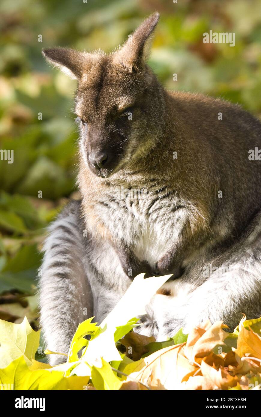 Wallaby à col rouge - Macropus rufogriseus, mammifère populaire des buissons et savanes australiennes. Banque D'Images