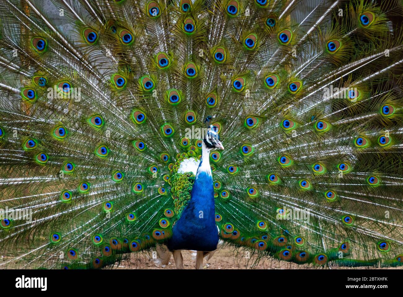 Gros plan sur les plumes colorées de la queue de paon. Majestueux rituel d'accouplement faisan à la ferme ornithologique. Banque D'Images
