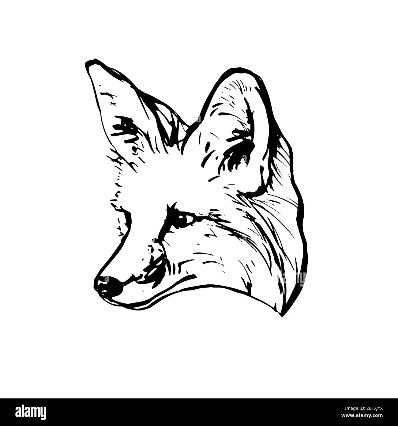 Dessin réaliste noir et blanc d'une tête de renard. Pour colorier. Illustration de Vecteur