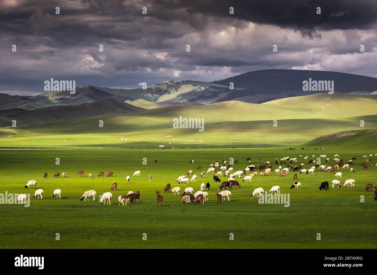 Troupeau de moutons moutons pâturage sur les pâturages verts en face des montagnes, province de Huvsgul, Mongolie Banque D'Images