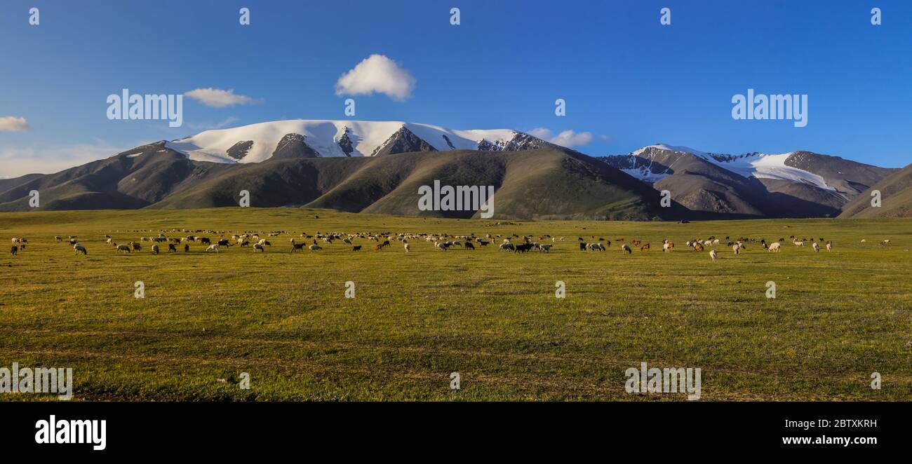Moutons paissant au large du mont Tsambagarav, province de Khovd, Mongolie Banque D'Images