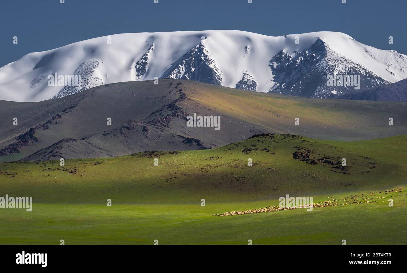 Troupeaux de moutons devant la montagne enneigée Tsambagarav Khairkhan, province de Khovd, Mongolie Banque D'Images