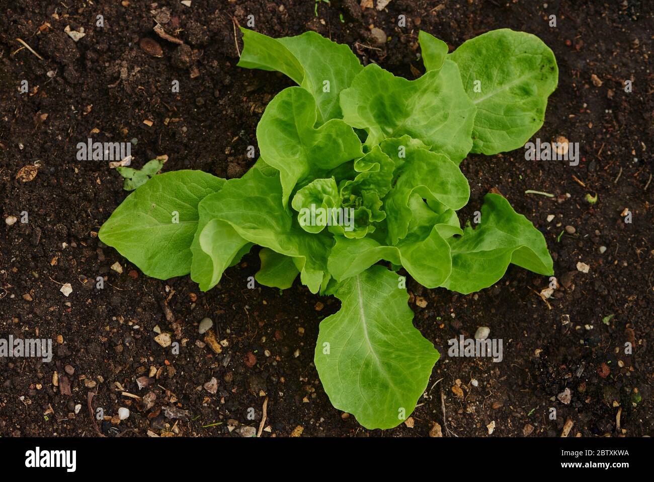 Laitue (Lactuca sativa var. Capitata) dans un jardin, Haut-Palatinat, Bavière, Allemagne, Europe Banque D'Images